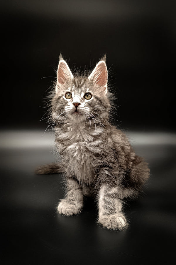 Fluffy gray tabby Maine Coon kitten with alert eyes and big ears ready to play