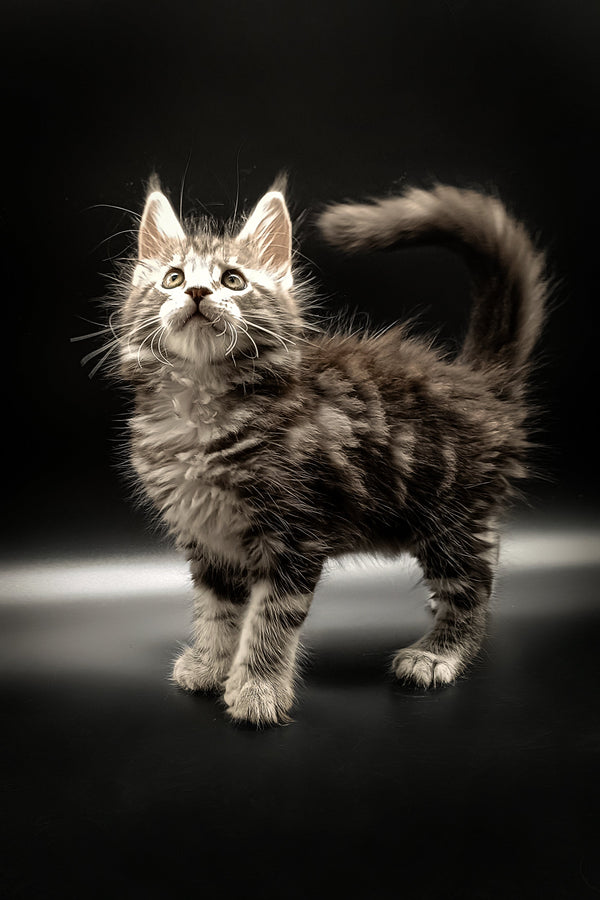 Fluffy gray tabby Maine Coon kitten with alert eyes and a curled tail