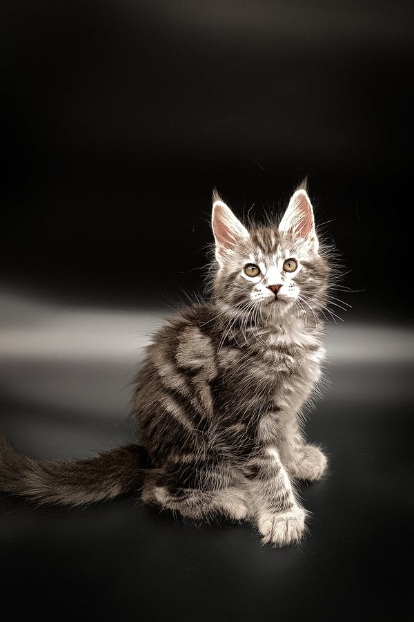 Fluffy Maine Coon kitten with alert eyes and perked ears ready for playtime