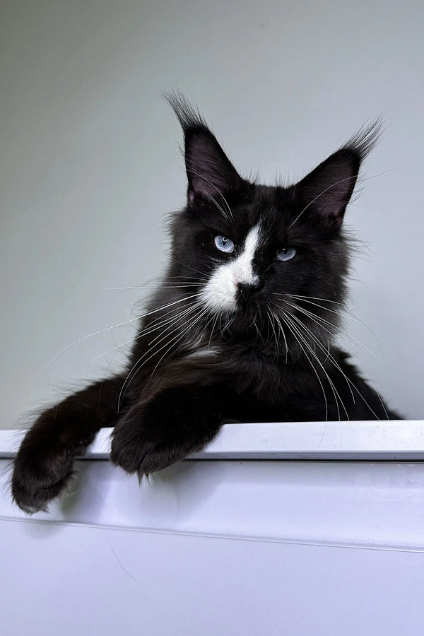 Black and white Maine Coon kitten with blue eyes and long whiskers looking playful