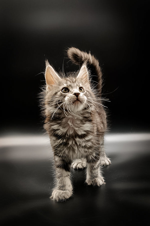 Fluffy gray tabby Maine Coon kitten with an upright tail and curious expression