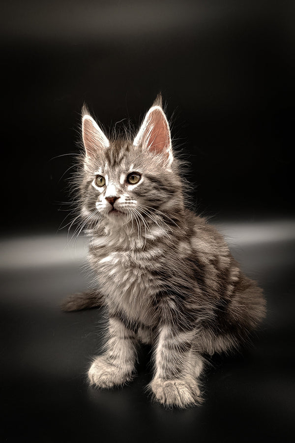 Fluffy gray tabby Maine Coon kitten with alert ears and bright eyes