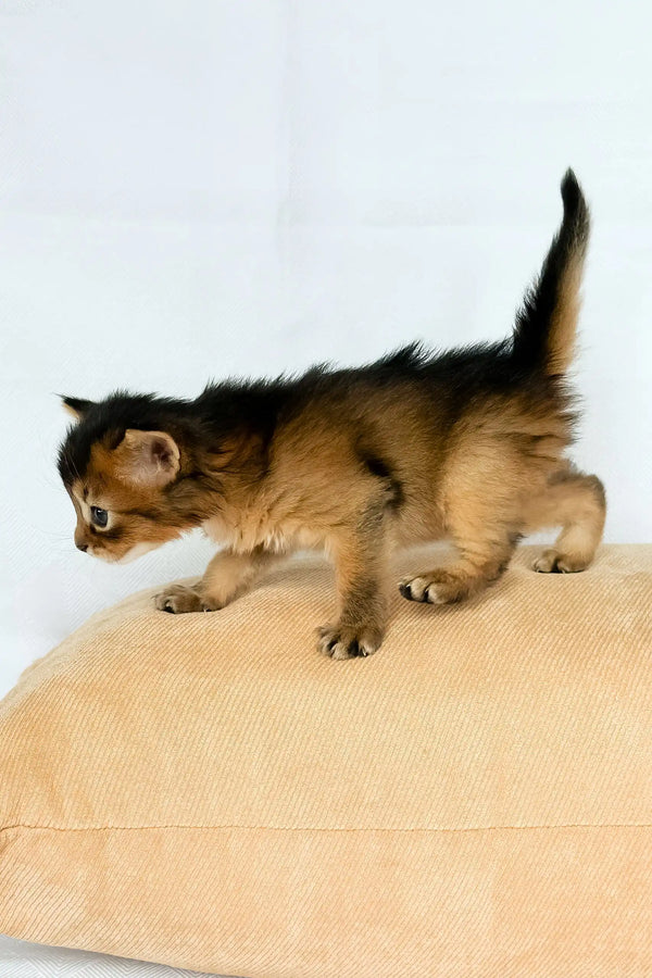 Wyla | somali kitten