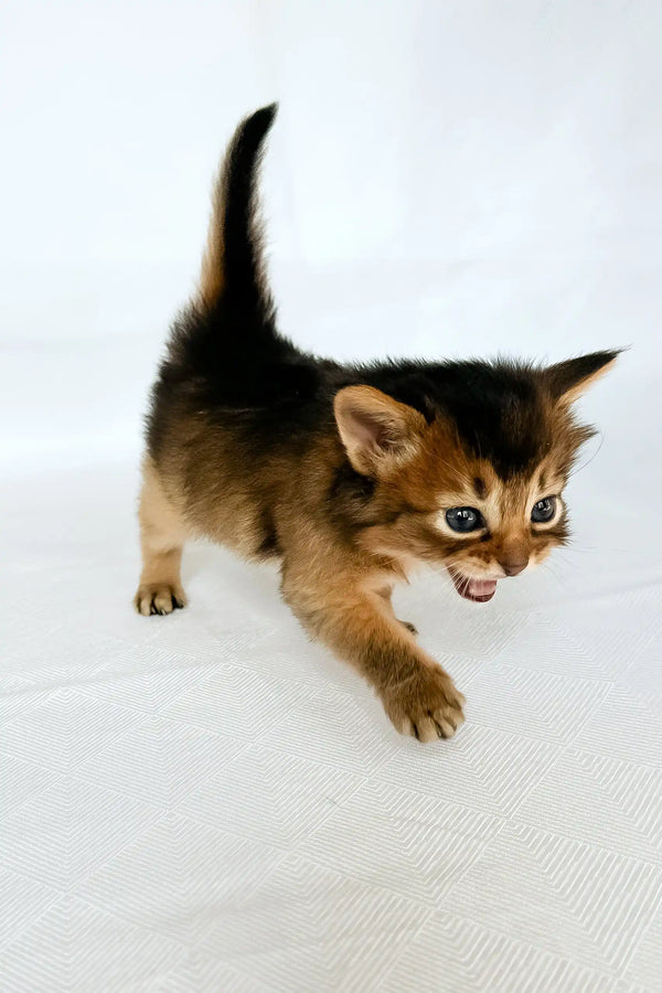 Wyla | somali kitten