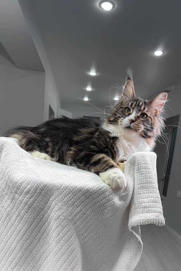 Cute Maine Coon kitten from Xanter, perfect for cuddles and companionship