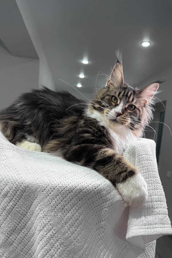Maine Coon cat lounging happily, featured in Xanter Maine Coon Kitten product