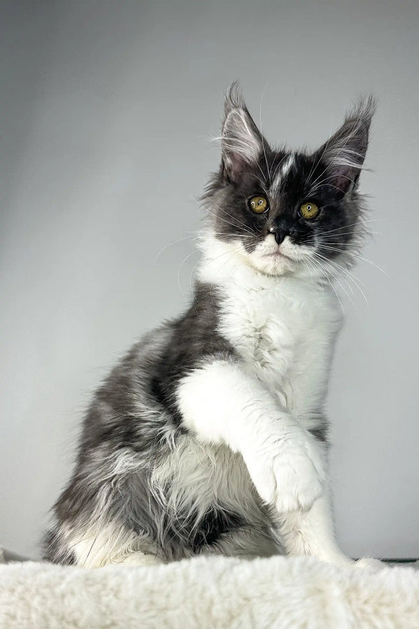 Xavier | maine coon kitten