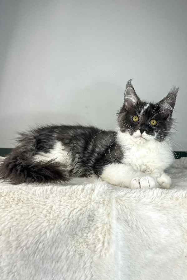 Xavier | maine coon kitten