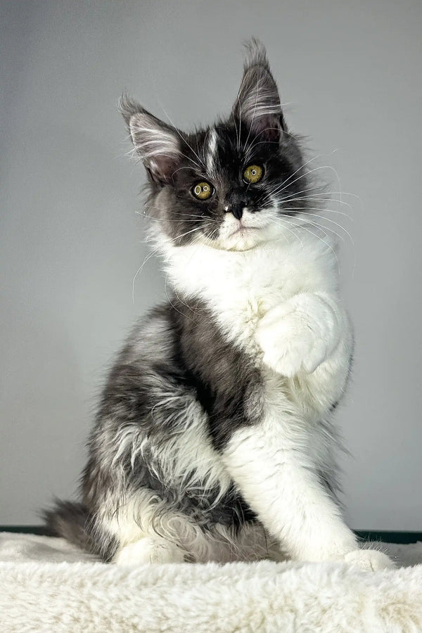 Xavier | maine coon kitten