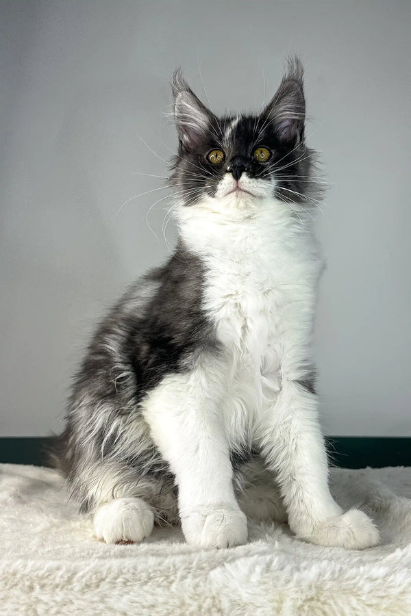 Xavier | maine coon kitten