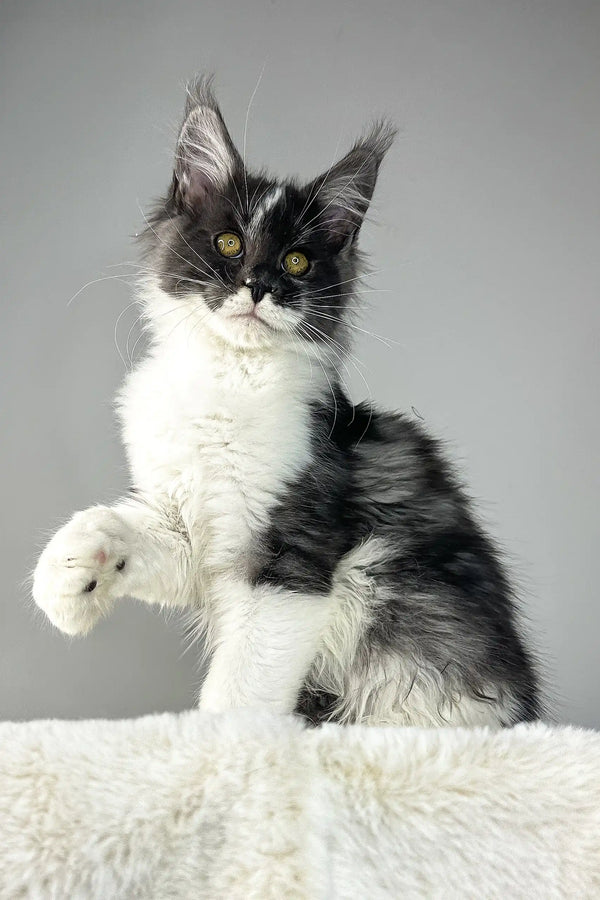 Xavier | maine coon kitten