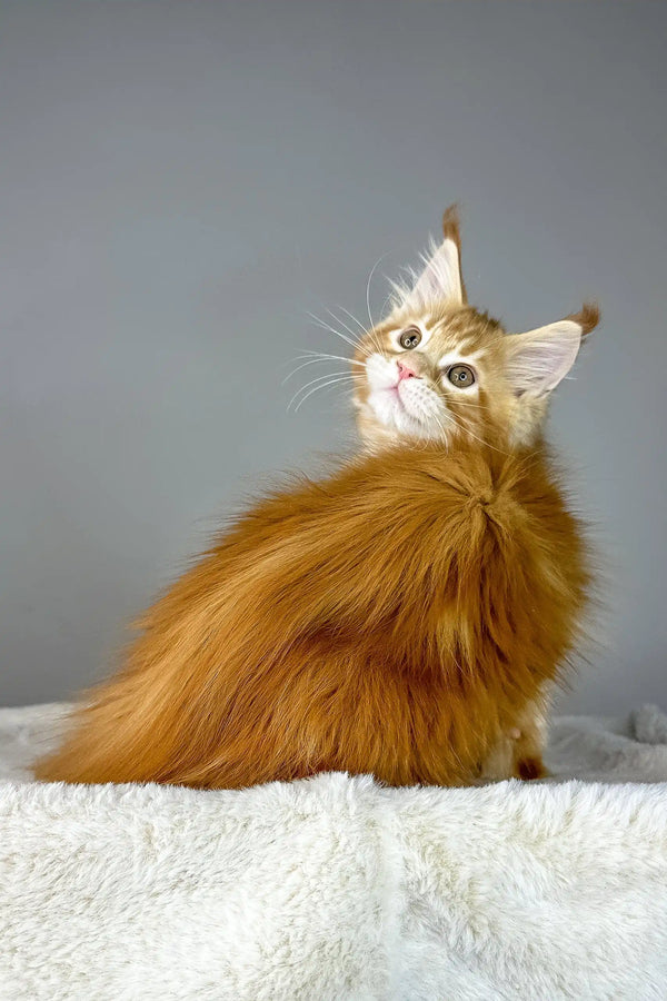 Fluffy ginger Maine Coon kitten named Yago ready to steal your heart