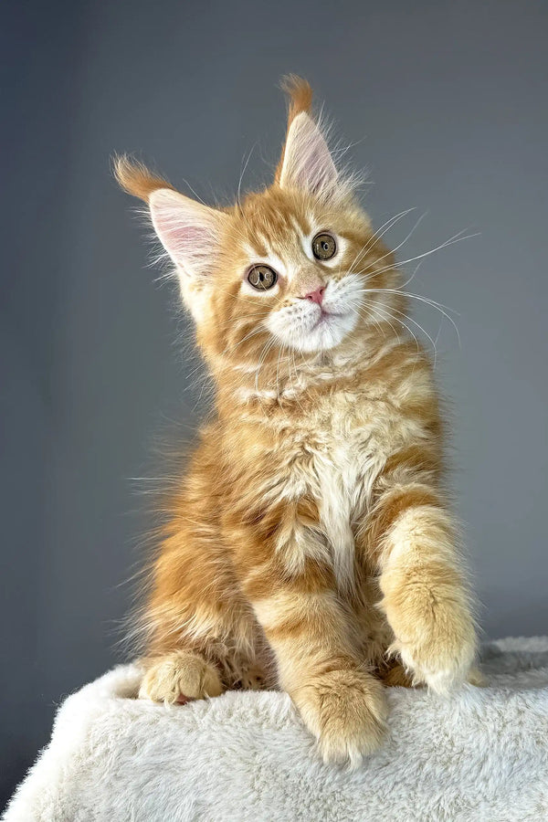 Cute Ginger Maine Coon kitten named Yago, perfect for pet lovers everywhere