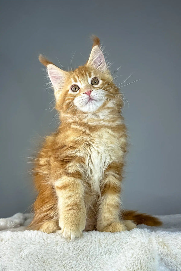 Cute Ginger Maine Coon kitten featured in Yago, the perfect pet companion