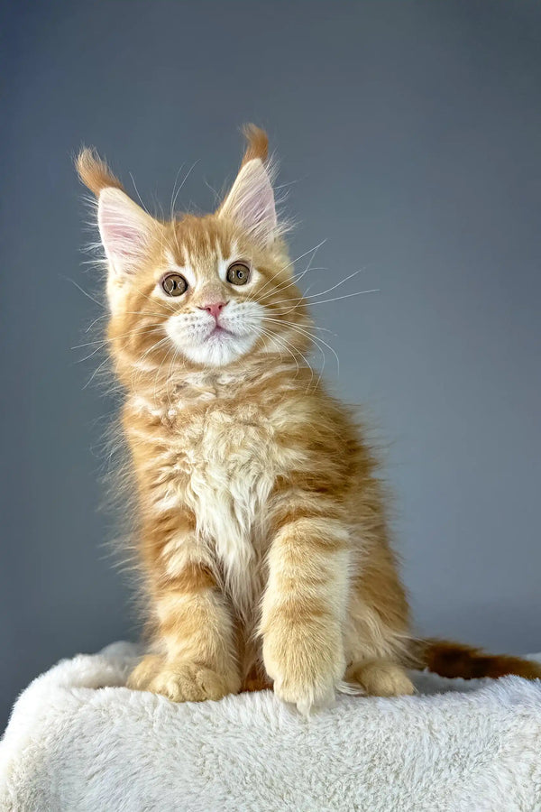Adorable Ginger Maine Coon kitten named Yago perfect for your family