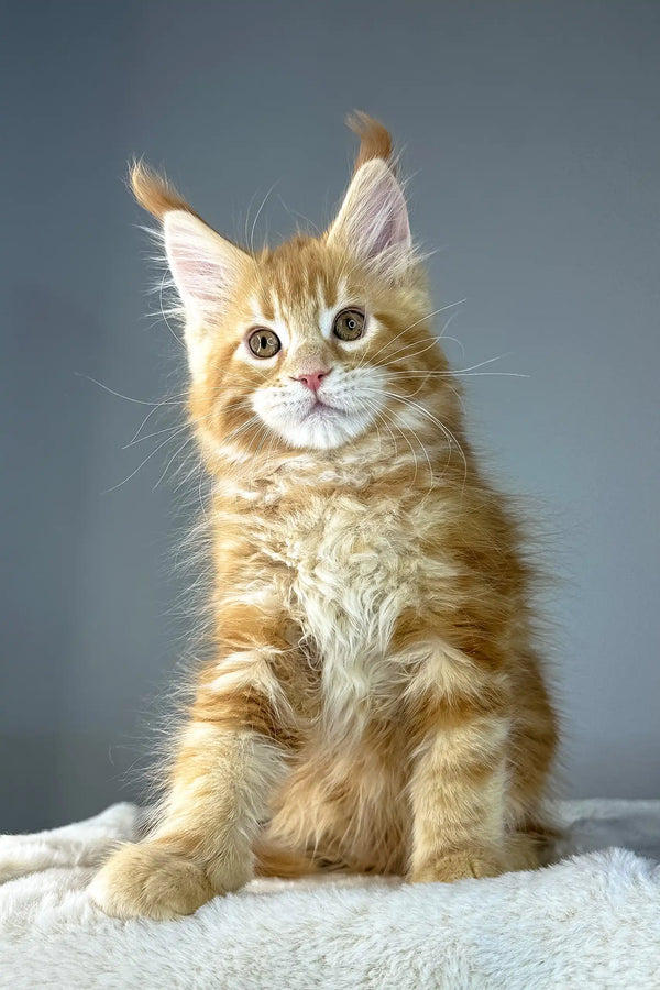 Ginger Maine Coon kitten Yago looking adorable and playful in a cozy setting