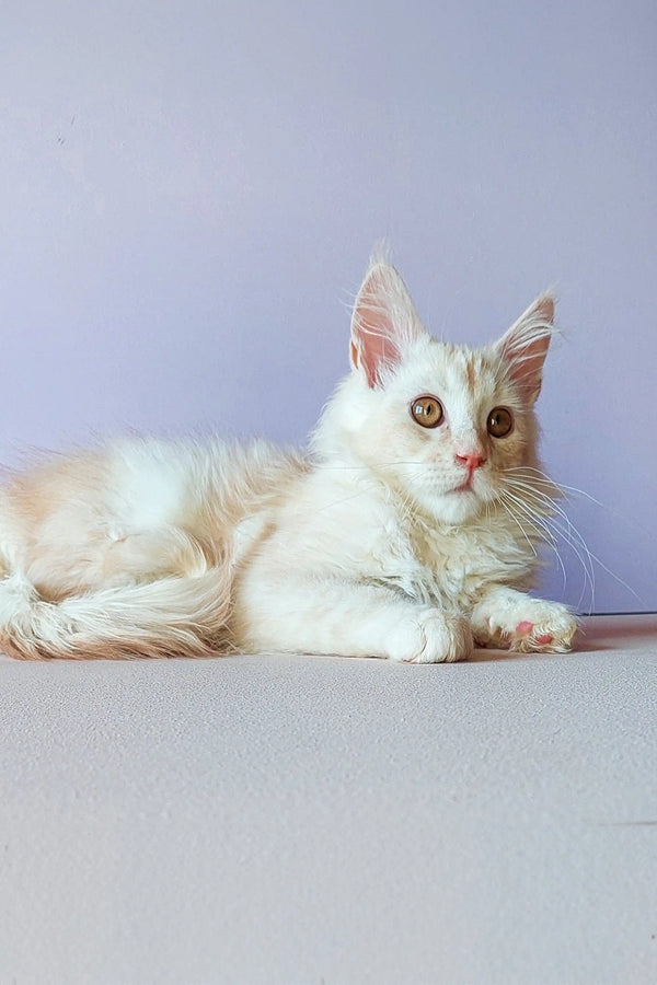 White long-haired Maine Coon kitten with alert eyes lounging peacefully