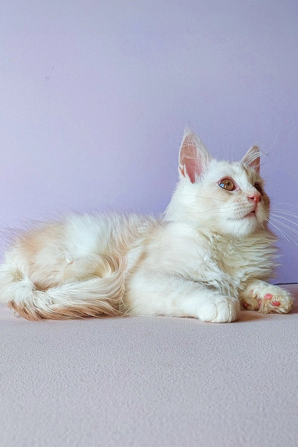 White fluffy Maine Coon kitten with alert eyes relaxing on soft surface