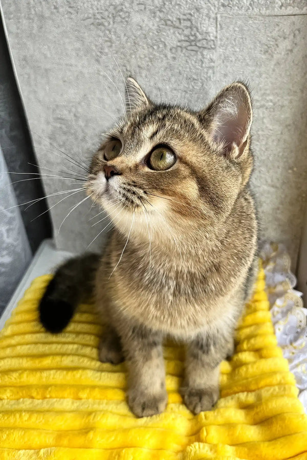 Yamira | scottish straight kitten