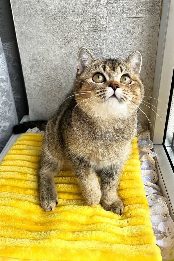 Yamira | scottish straight kitten