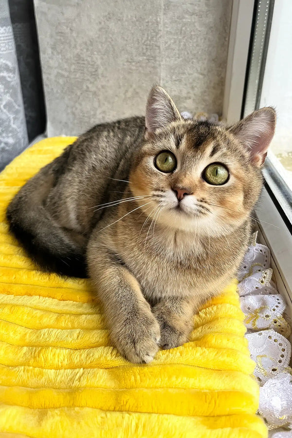 Yammy | scottish straight kitten