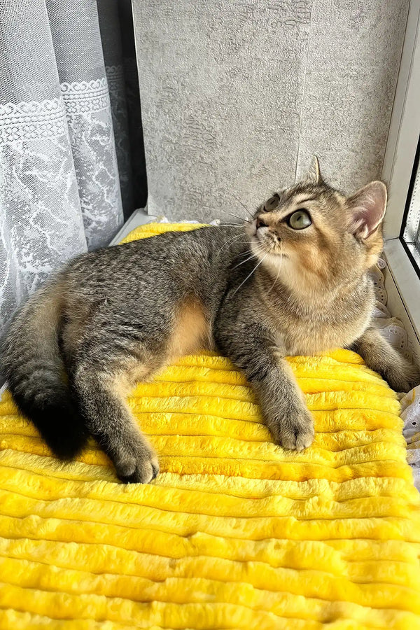 Yaneli | scottish straight kitten