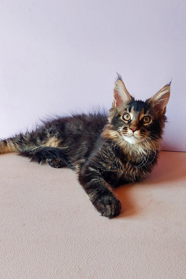 Adorable Maine Coon kitten Yanis with fluffy fur and unique ear tufts