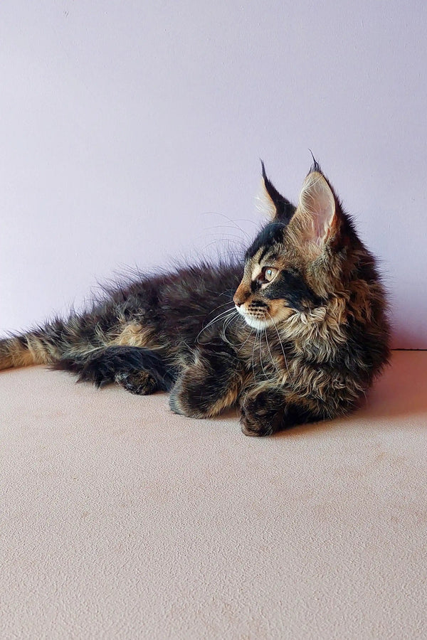 Cute Maine Coon kitten with long fur and ear tufts lounging on a cozy surface