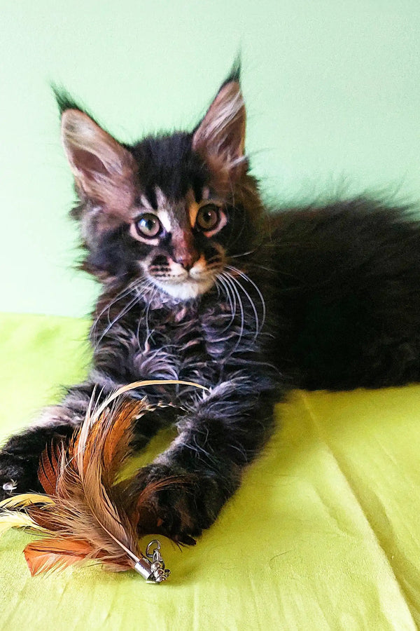 Fluffy Maine Coon kitten Yasin playing with a colorful feather toy