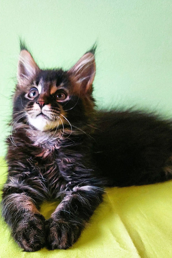 Fluffy Maine Coon kitten named Yasin with an alert expression ready for cuddles