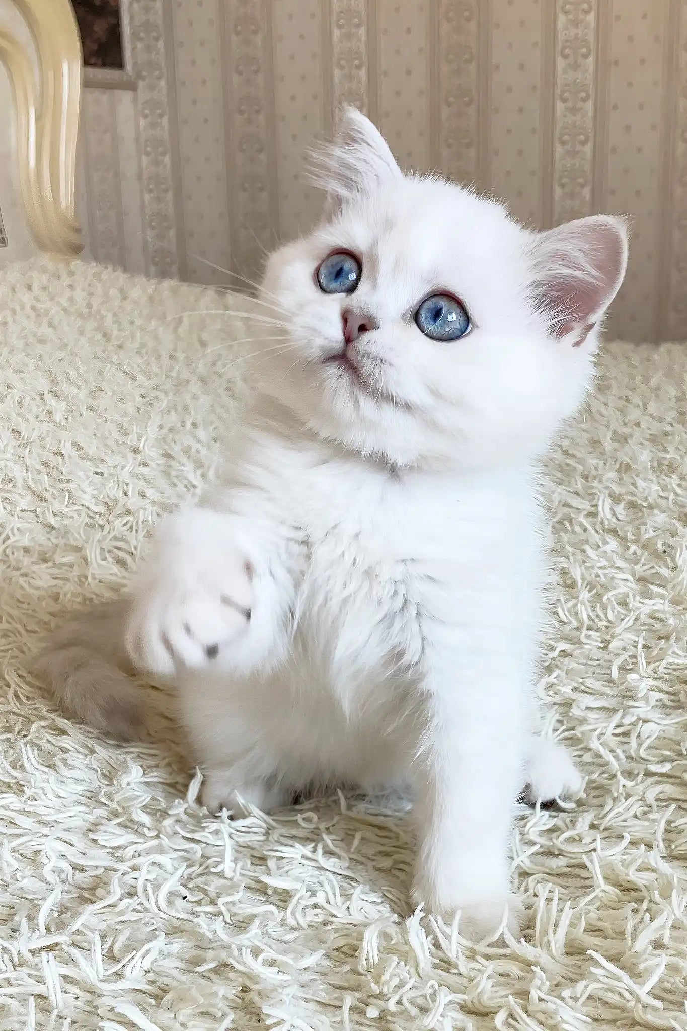 Adopt York British Shorthair Kitten with Blue Eyes