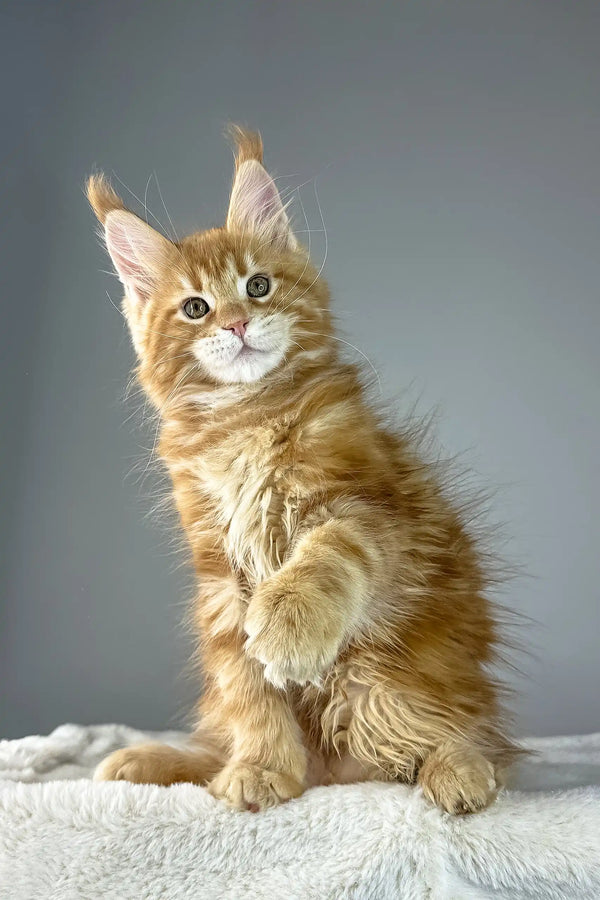 Fluffy orange Maine Coon kitten named Yves ready to be your new buddy