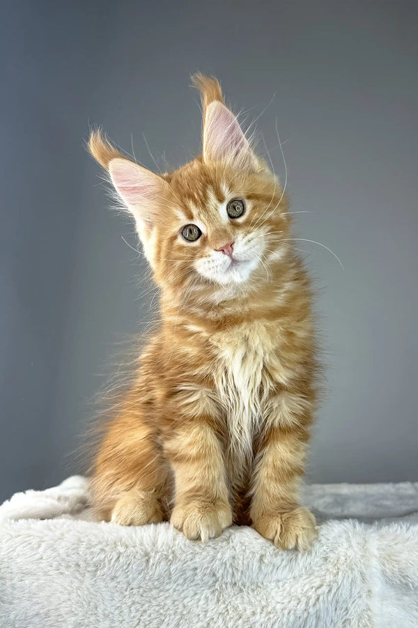 Cute Ginger Maine Coon kitten named Yves, perfect addition to your home
