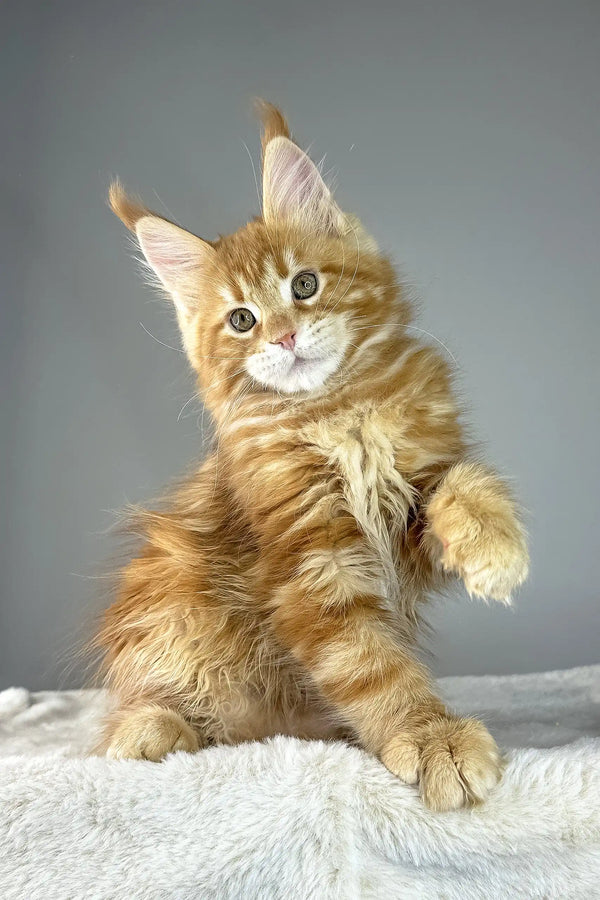 Ginger Maine Coon kitten named Yves playing with a toy, super cute and fluffy!