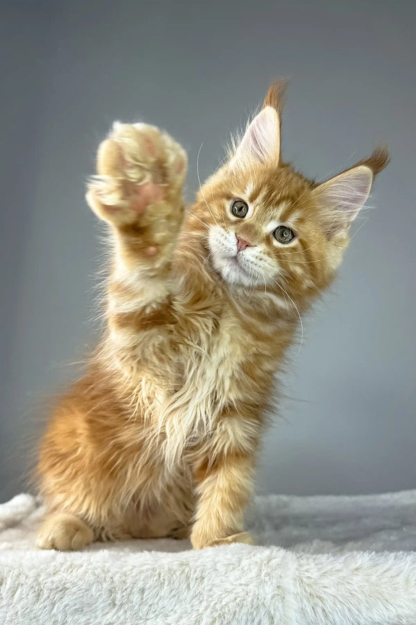 Ginger Maine Coon kitten named Yves looking adorable and playful in a cozy setting