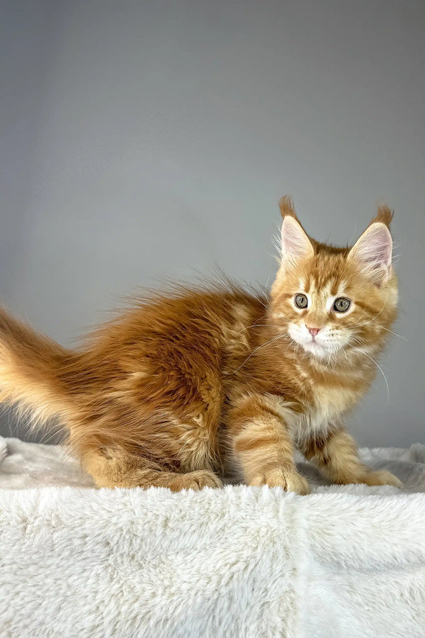 Adorable Orange Maine Coon kitten named Yves showcasing fluffy cuteness and charm