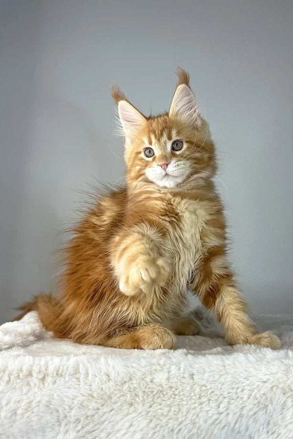 Cute Orange Maine Coon kitten named Yves ready to cuddle and play