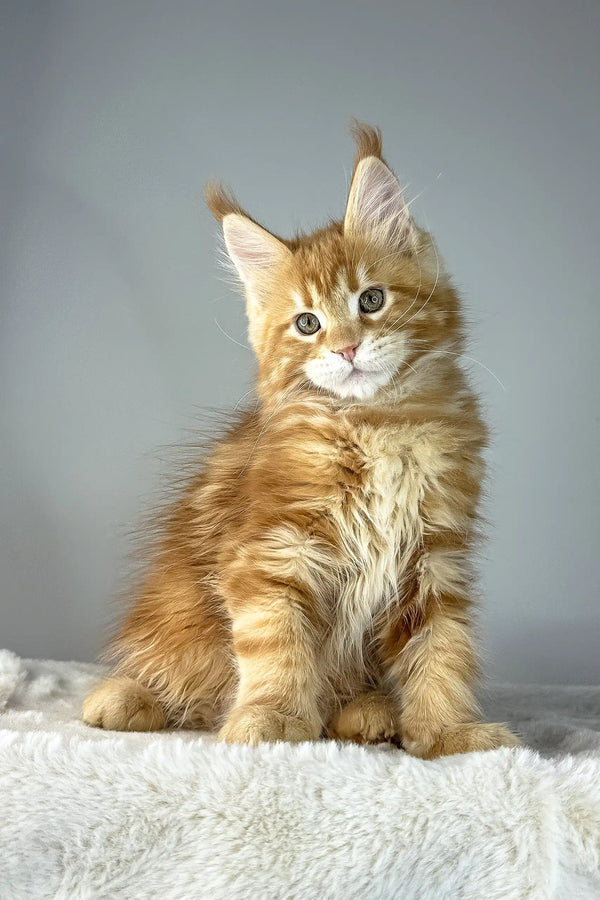 Adorable Orange Maine Coon kitten named Yves, perfect for your new furry friend