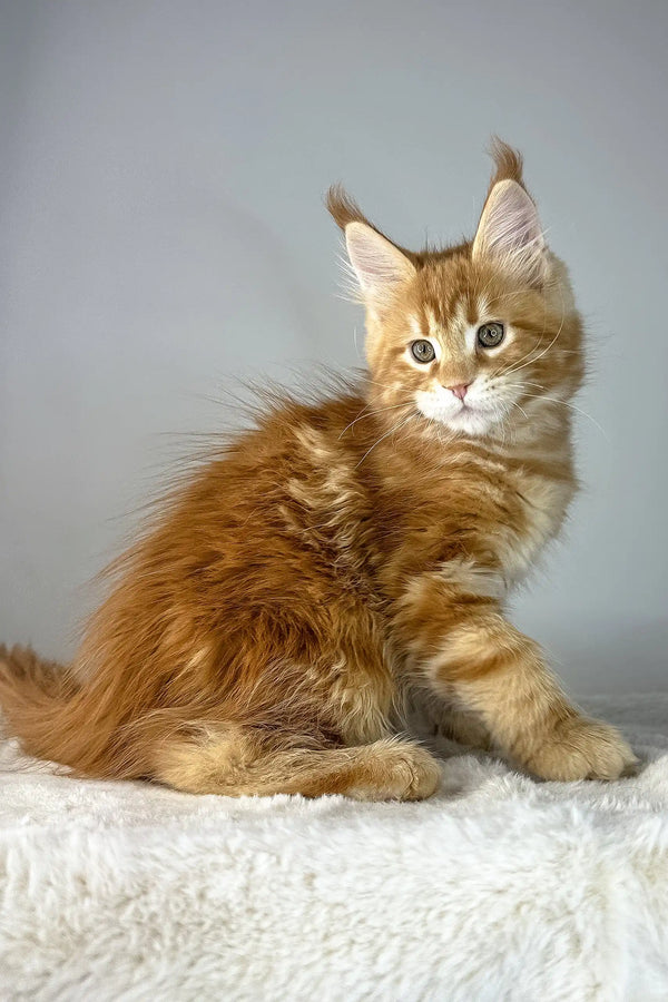 Adorable Orange Maine Coon kitten named Yves, perfect for pet lovers