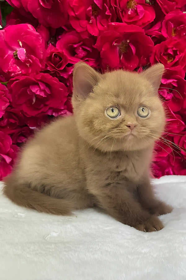 Zara | british shorthair kitten