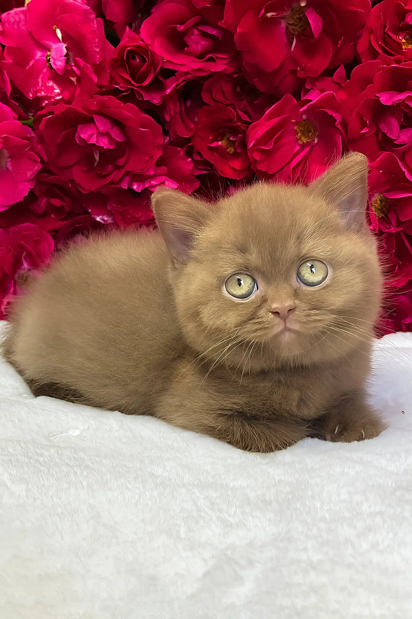 Zara | british shorthair kitten