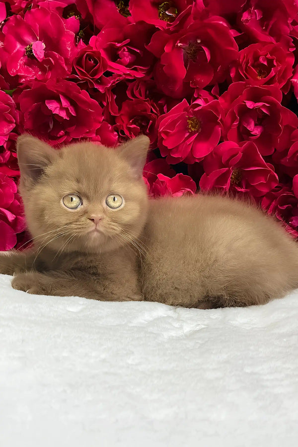 Zara | british shorthair kitten