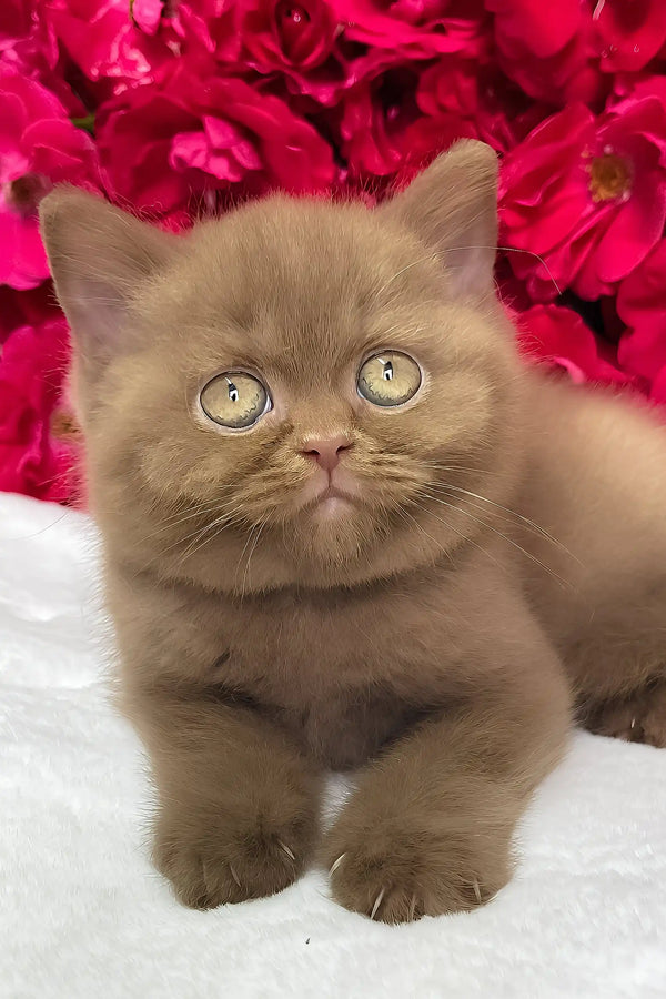 Zara | british shorthair kitten