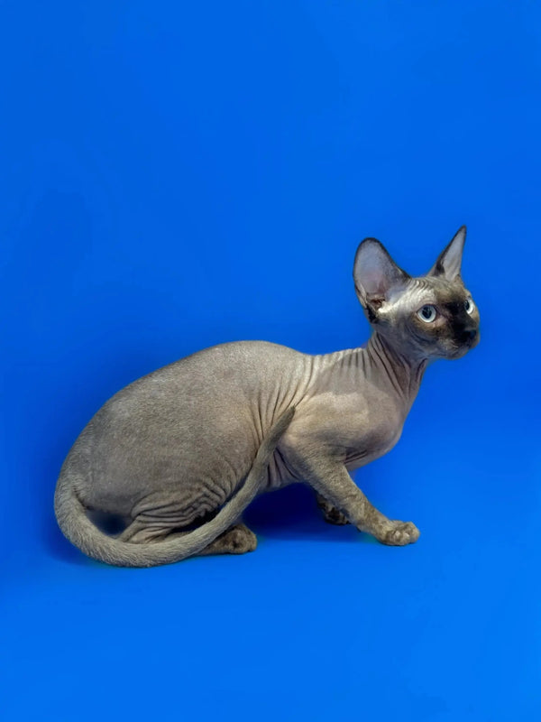 Adorable Hairless Sphynx kitten with wrinkled gray skin and big ears, perfect for cuddles