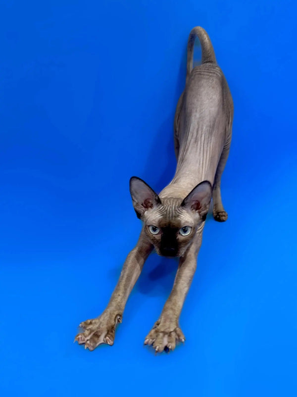 Sphynx kitten stretching with front paws extended in Zaury product image