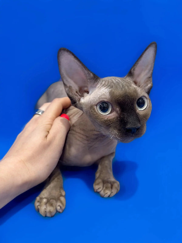 Hairless Sphynx kitten with big ears and blue eyes getting petted by a hand