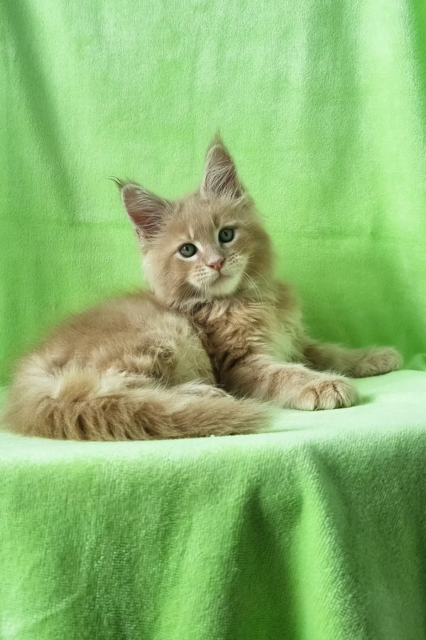 Zefir | maine coon kitten