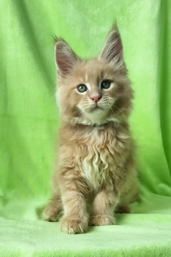 Zefir | maine coon kitten
