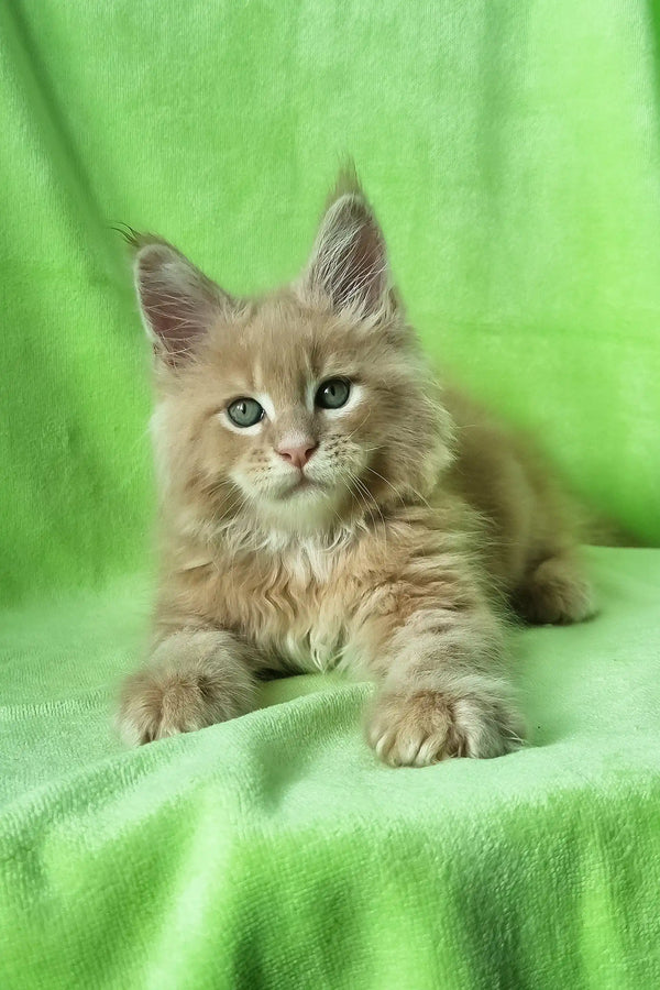 Zefir | maine coon kitten