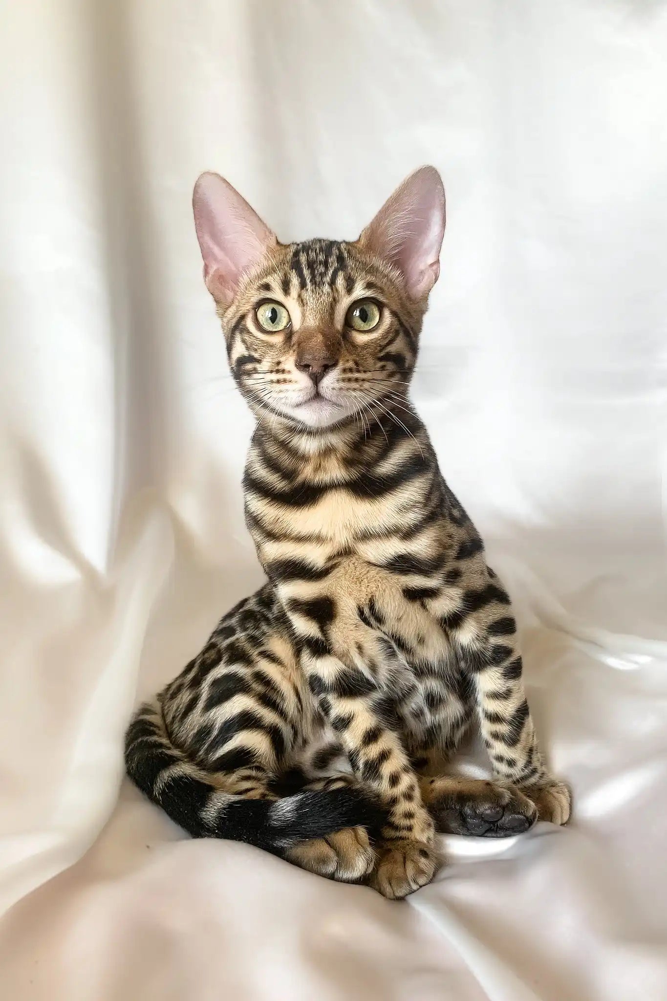 Meet Zephyr Your Stunning Bengal Kitten Companion